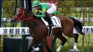 2歳新馬　ダ1400m (右)　タガノミスト　牝2　55.0　富田暁 　2023.10.8　出走馬：キャピタルサックス、ルクスアドラー、レッドリベルタ、ジーティースピカ、タマモプルメリア、トッピゴー他