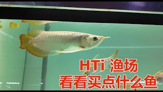 HTi 渔场 看看买点什么鱼