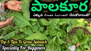 How to grow spinach tips for beginners' | పాలకూరను చాలా ఈజీగా ఇంట్లో పెంచుకోవడం ఎలా?#spinach #how