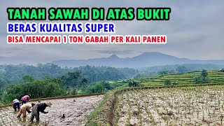 Jual Tanah Sawah Produktif 2500 m2 Di Puncak Bukit Dekat Akses Tol Darangdan Purwakarta