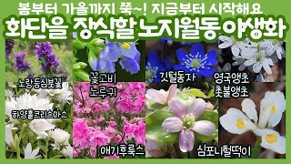 이 식물들을 추천하는 이유는 바로! 이것! 봄부터 서리가 내릴때까지 피고 지는 야생화, 다양한 색상 🩷전국택배가능🩷 010-2548-7544 문자주문가능합니다~ 깃털동자 비단동자