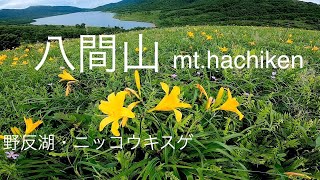 【群馬県野反湖・八間山】天空の花園、ニッコウキスゲ群落と高山植物の女王コマクサ