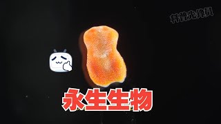 可以永生的生物，其再生能力比蝾螈还强，一个能克隆成三个