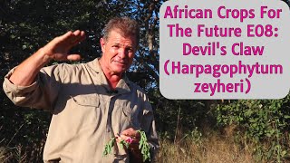 African Crops For The Future E08: Devil's Claw (Harpagophytum zeyheri)