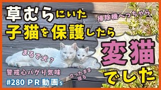 草むらにいた子猫を保護したら警戒心バグってるオモシロ子猫だったので、ご紹介します。【PR5・ノンちゃん編】Introducing funny kittens