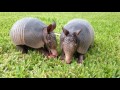 Two baby armadillos sharing a fig