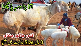 0 Size Turkey Dumba Kids Bakra Mandi Gali Jageer Update December 2024