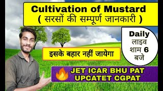 Cultivation of Mustard ( सरसों की सम्पूर्ण जानकारी )