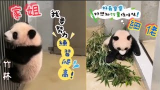 🐼 #家姐爬樹上癮～室內仍然練習向上爬，細佬研究竹葉的味道 #熊貓bb成長日誌#家姐細佬 #panda #cute #海洋公園 #萌宠 #盈盈#樂樂#安安#可可