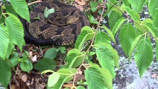 New Jersey Timber Rattlesnake Death Rattle.