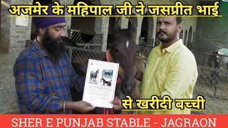 अजमेर के महिपाल जी ने जसप्रीत जी से खरीदी सर्टिफिकेट के साथ बच्ची -Sher E Punjab Jagraon