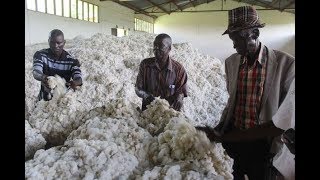 Farmers plant first GMO cotton seeds in Kibos after NEMA approval