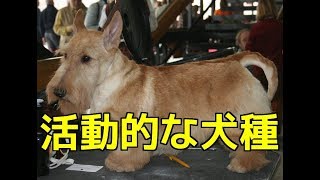 【愛犬のための知識】活動的な犬種【犬を知る】