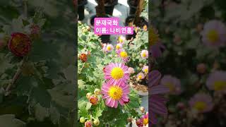 소정행보다 진한 분홍색#석막리꽃농장 #flowers #국화축제 #분재국화