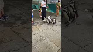 ペンギンの移動かわいすぎ