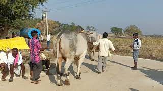 అనుముల పల్లి సీనియర్ బండ పందెం కి  వచ్చిన ఒంగోలు జాతి వృషభ రాజులు మరియు పశు పోషకులు# 17  02  2025