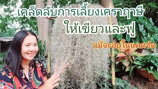 แม่อ้อยเอง EP10 : เคล็ดลับการเลี้ยงเคราฤาษีให้เขียวฟู