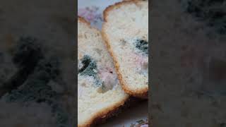 Exploring Mold Types #life #science #facts #tutorial