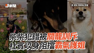 柴柴犯錯被關籠訓斥！杜賓妹以身阻擋霸氣護姐｜寵物狗｜同伴｜精選影片