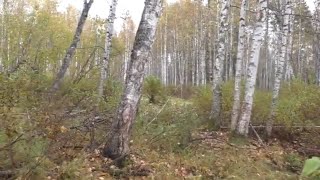 Поход в Тайгу за Сабельником Вех Цикута Настойка Сабельник русский женьшень От Болей Шее Спине Ногах