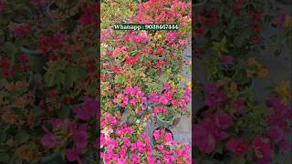 muchisha wholesale bougainvillea plant nursery online buy very low price