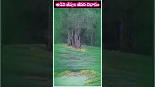 అడివి జీవుల జీవన విధానం #జీవితం #అడవి #forest #forestlife #viralvideo #viralshort #wildlife