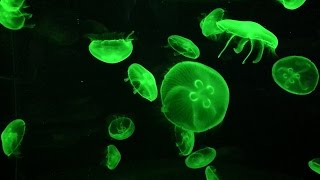 Jellyfish・クラゲ・海月・くらげ・水母