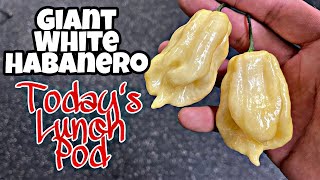 Giant White Habanero