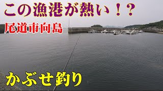 【かぶせ釣り】尾道市向島でアタリ連発！