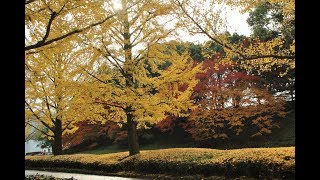 2019年　晩秋　Autumn Leaves / 枯葉