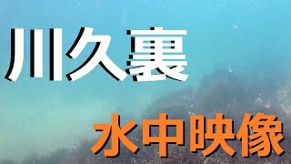 白浜ホテル川久裏の海中はこんな感じ。釣り場の水中映像