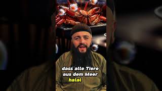 #halalfood #food #sea #hummer #garnelen #krebse #prawns #haram #foodie #foodtok #halaltok #alaa