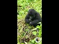 Infant Gorilla Practices Chest Beat | Dian Fossey Gorilla Fund