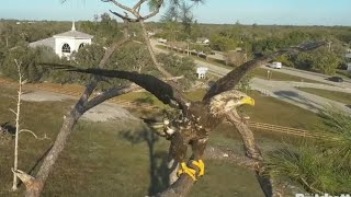 Beautiful sub adult eagle 🦅 visit to investigate nest | SWFL Eagles | Jan 01, 2025