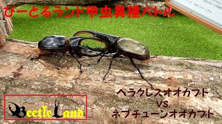 甲虫異種バトルその１ ヘラクレスオオカブト vs. ネプチューンオオカブト