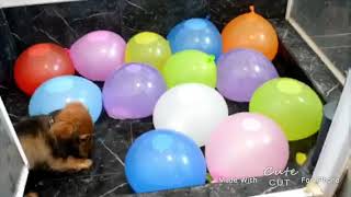 【イヌ動画】dogs playing balloon!! 風船を割る快感😍