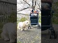 【載せ忘れ】とある晴れた桜の日🌸 ダップー ミックス犬 ダップーのすーちゃん すーちゃんのおとうと 犬 dog mix shorts