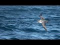 grey petrel 14 dec. 2022 off chatham is.