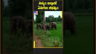 మన్యం జిల్లాలో ఏనుగుల బీభత్సం 🐘🐘🐘 - TV9