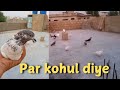 Aj naye kabutar ke per kuhol diye 🤩 || Subhan sheikh pigeon lover