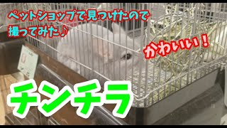 【チンチラ】ペットショップで可愛いかったので…