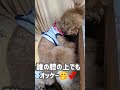 【生まれつき両目が見えない犬】盲目ランのおやつ待ち圧力 トイプードル 多頭飼い かわいい おもしろ動画 犬 shorts