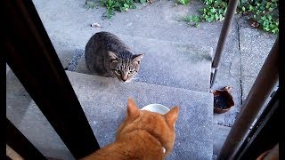 家猫と野良猫の会話