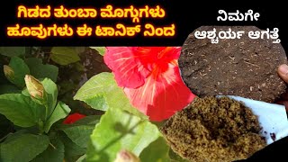 ನಿಮಗೇ ಅಚ್ಚರಿಯಾಗತ್ತೆ ಮಾರ್ಕೆಟ್ ನಲ್ಲಿ ಸಿಗುವ ಗೊಬ್ಬರಕ್ಕಿಂತ ಪರಿಣಾಮಕಾರಿ ಹೆಚ್ಚು ಖರ್ಚಿಲ್ಲದೆ ಗಿಡದ ತುಂಬಾ ಹೂವು