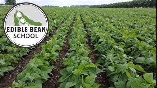 Edible Bean School: Record yields and 2025 market opportunities