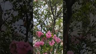 Flores e pássaros 🌺🐦🌺