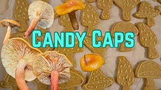 CANDY CAPS!!  Where to forage and how to cook