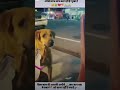 #animals #video #kind #dog 🐶🐶🐶#emotional 🫢🫢