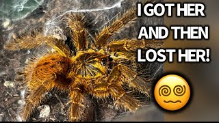 Orange Baboon Tarantula (Pterinochilus murinu) + Tarantula Crib Haul Unboxing!