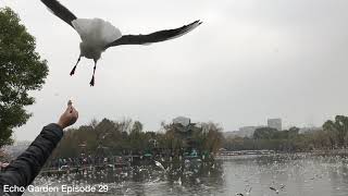 紅嘴鷗 來越冬 昆明翠湖 Red-billed gulls in Kunming - Echo 29